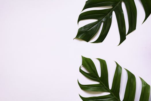 Green sugarcane leave isolated over white background with copy space.