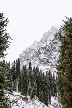 winter mountain landscape with pine trees