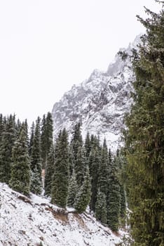 winter mountain landscape with pine trees