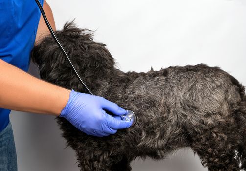 veterinarian in a blue uniform bugs the heartbeat of a black fluffy dog,  concept of treating animals in the clinic