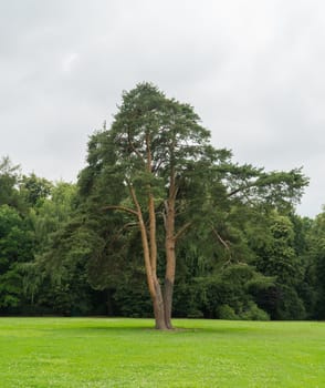 a large old tree in a field against a forest background