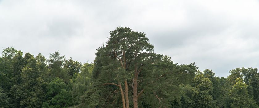 crown of a large tree on a forest background