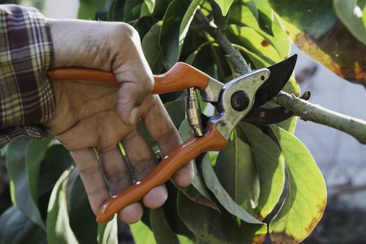 Hand of Gardener pruning trees with pruning shears.