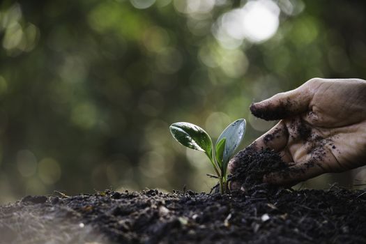 Seedling concept by human hand with young tree on blurred background.