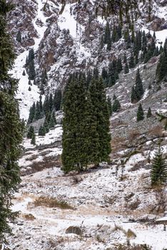 winter mountain landscape with pine trees