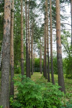 crowns of trees in the forest, sunny day