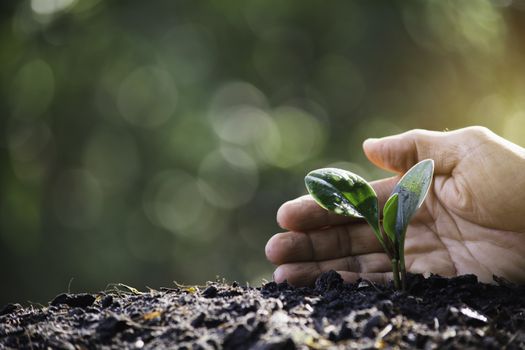 Hand protecting a green young plant with growing in the soil on blurred background.