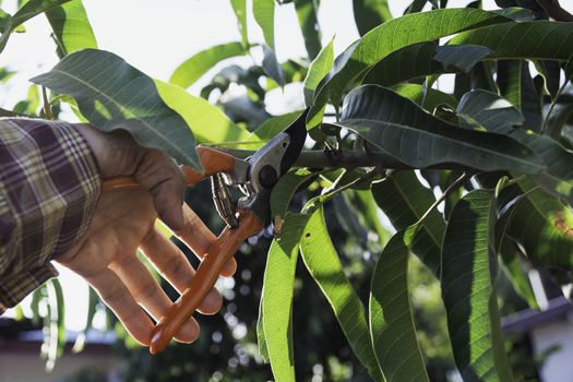 Hand of Gardener pruning trees with pruning shears.