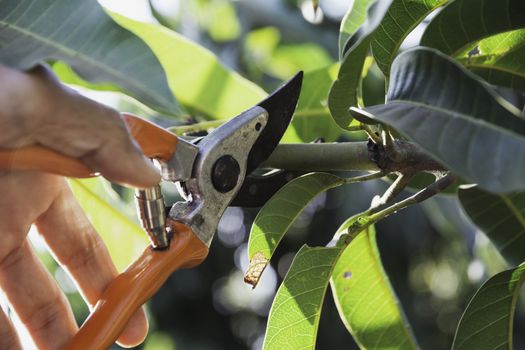 Hand of Gardener pruning trees with pruning shears.