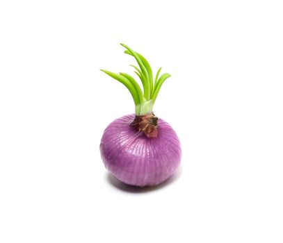Fresh and whole red onion isolated on white background. Food and Healthy concept