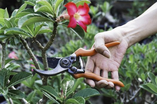 Gardener pruning trees with pruning shears on nature background.