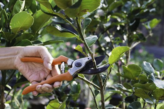 Gardener pruning trees with pruning shears on nature background.