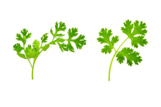 Fresh and green coriander leaves isolation on a white background. Food and healthy concept.