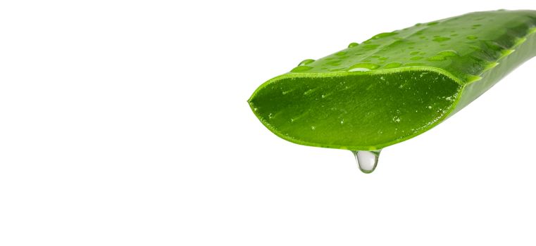 Aloe vera essential oil isolated on a white background. Fresh Aloe vera leaves.