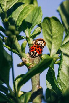 Red and yellow ladybugs mating on a tree branch.