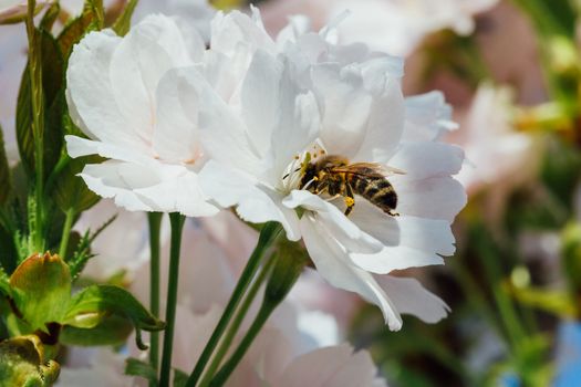 Bee pollinating white cherry tree flowers.