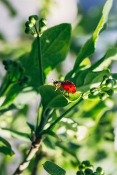 Red ladybug on a green leaf.