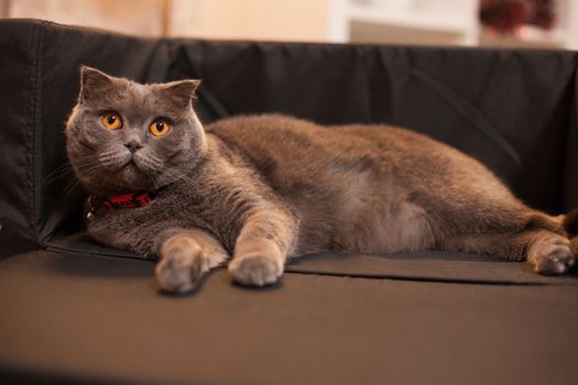 Lovely scottish fold in her bed celebrating christmas.