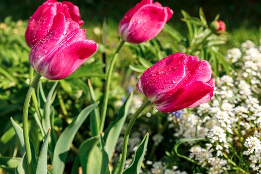 red tulips in dewdrops. Blurred background