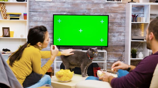 Back view of caucasian couple eating junk food sitting on chairs in front of tv with green screen and playing with the cat.