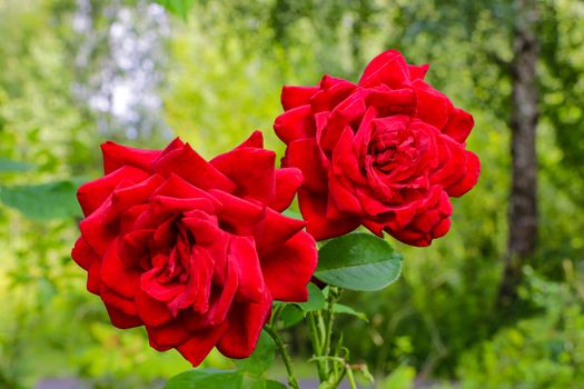 Red Roses on a bush in a garden. Nature. Spring. Valentine's Day, mothers Day