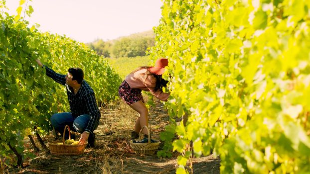 Couple in vineyard harvesting grapes in two big baskets. Shot in 6K on cinema camera