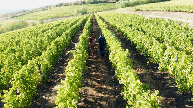 Aerial footage of caucasian couple walking in vineyard at sunset