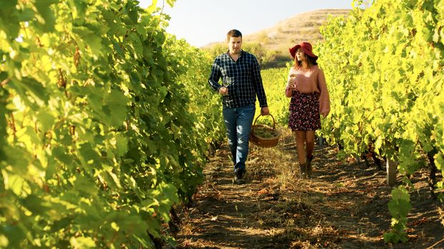 Couple walking in a vineyard with glasses of wine in hands. The man is carrying a basket of grapes.