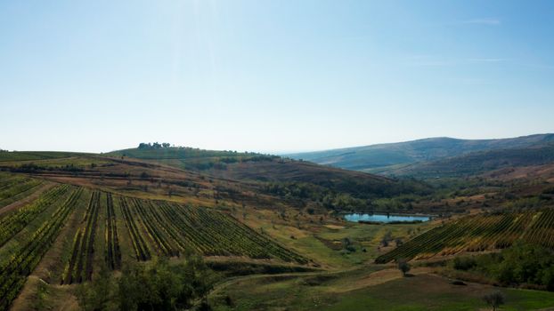 Aerial shot of beautiful rural vineyard and a lake