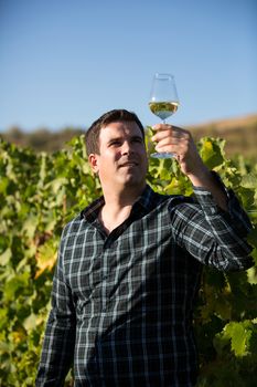 Young owner of vineyard looking at color of white wine in drinking glass.