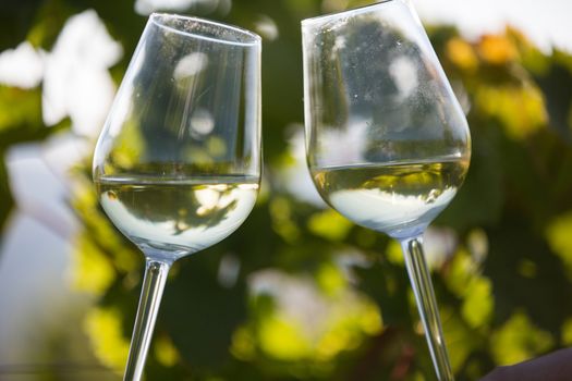 Toasting with two glasses of white wine in the vineyard. Wine glasses.