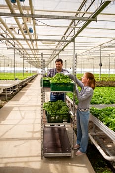 Woman and man workers arrange boxes with salad on cart. Greenhouse background