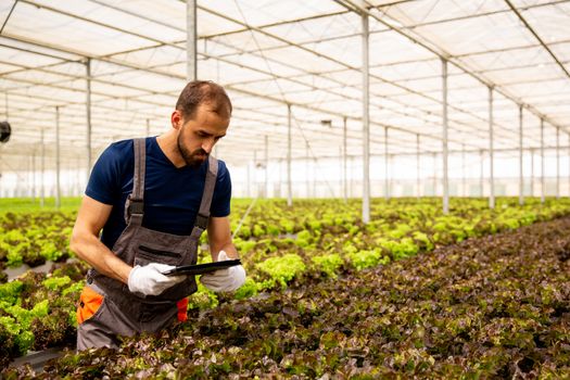 Young agronomist analyzes salad plants and looks at the tablet. Modern greenhouse