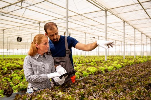 Two researchers studying some data on the tablet and pointing to salad plants