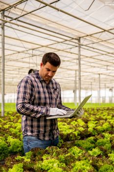 Farmer man types something in laptop while looking at salad plants. Greenhouse background