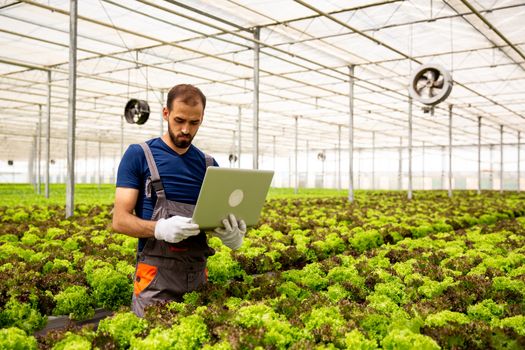 Caucasian worker with a laptop in hand between salad plants. Fresh plant