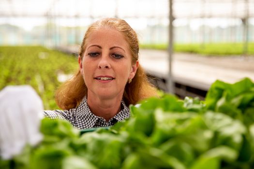 Portrait of a working woman looking at a crate with salad. Greenhouse background