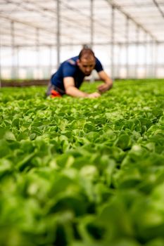 Agronomist working in the background among salad plants. Organic argriculture. Selective focus