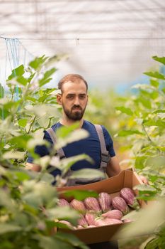 The worker standing with a box of fresh eggplants in his hand. Greenhouse background