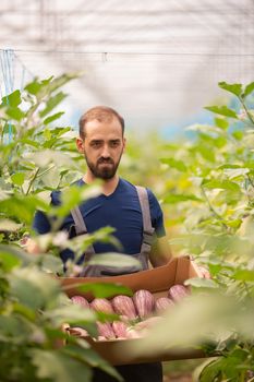 The worker standing with a box of fresh eggplants in his hand between the rows. Fresh harvest