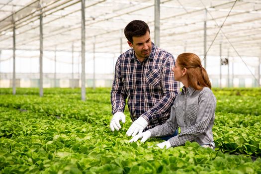 Two agronomist engineers discuss the salad plantation. Modern Greenhouse
