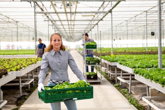 Female agronomist engineer holding a crate with salad. Two workers in the back