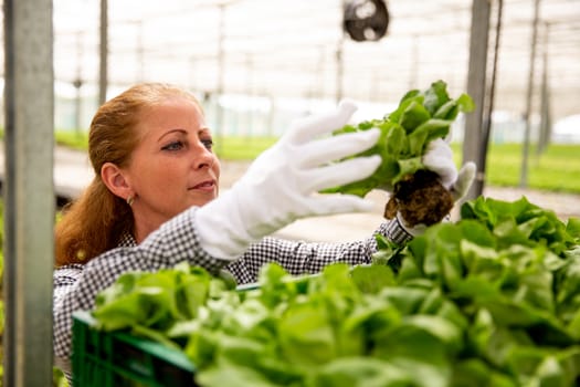 Working woman looks at a salad plant while she puts it in the basket. Greenhouse and organic agriculture