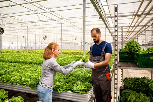 Two workers send each other salad to be arranged in the crate. Plantation of salad