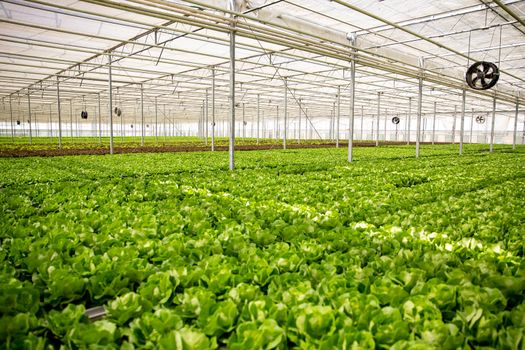 Organic green salad in a greenhouse with modern technology for production.
