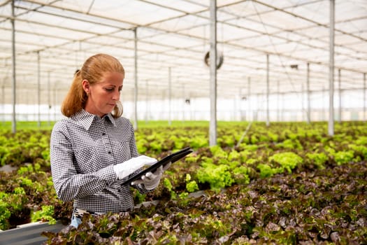 Female worker researches salad plants with tablet in hand. Modern greenhouse
