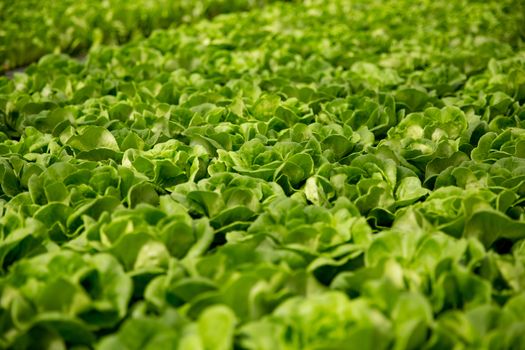 Close up with fresh salad plantation. Organic harvest