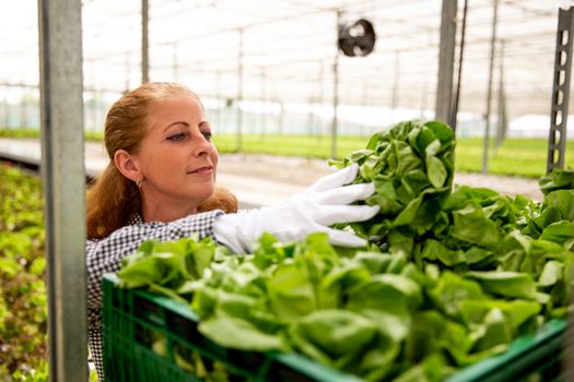 Woman worker arranging salad plants in basket. Close up