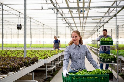 Large frame with a female farmer holding a crate with salad. Workers working in the back
