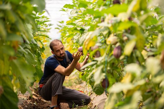 The worker who stands between the eggplant lines and studies them. Fresh eggplant plants